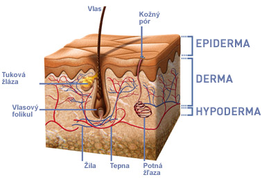 Produktová rada TEABASE 4 anatomia hlavy